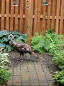 Who would have thought - a real live turkey in Mt. Woodley Manor