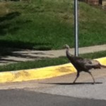 Week-end Visitor in Mt. Woodley Manor