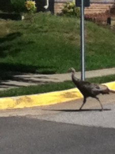 This turkey has places to got and things to do.